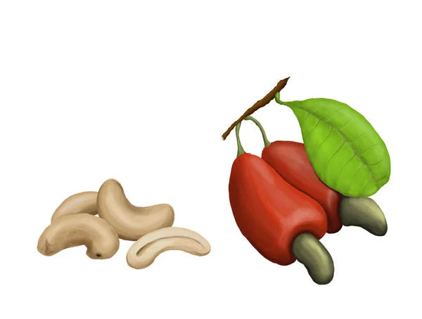 Frukter av cashewnötter med gröna blad och skalade nötter. Raster illustration isolerade på vit — Stockfoto