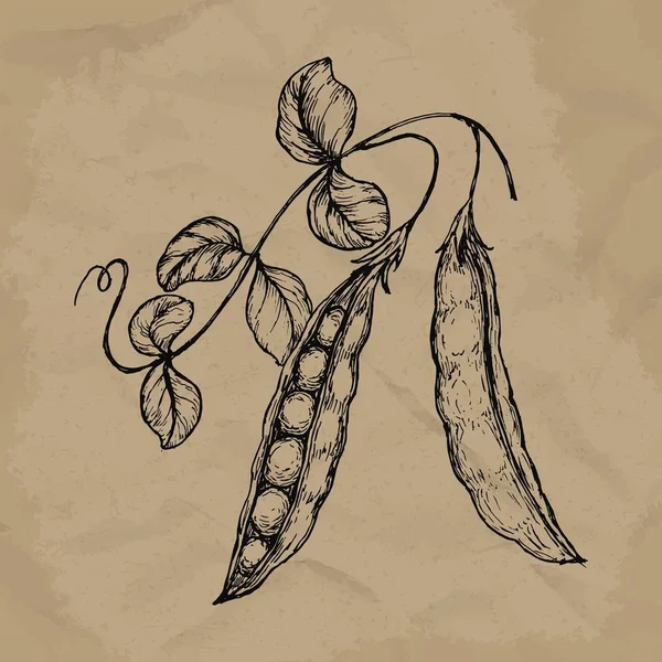 Ручной рисунок гороха с листочками. Свежие овощи. Органическая еда. Векторная иллюстрация EPS10 — стоковый вектор