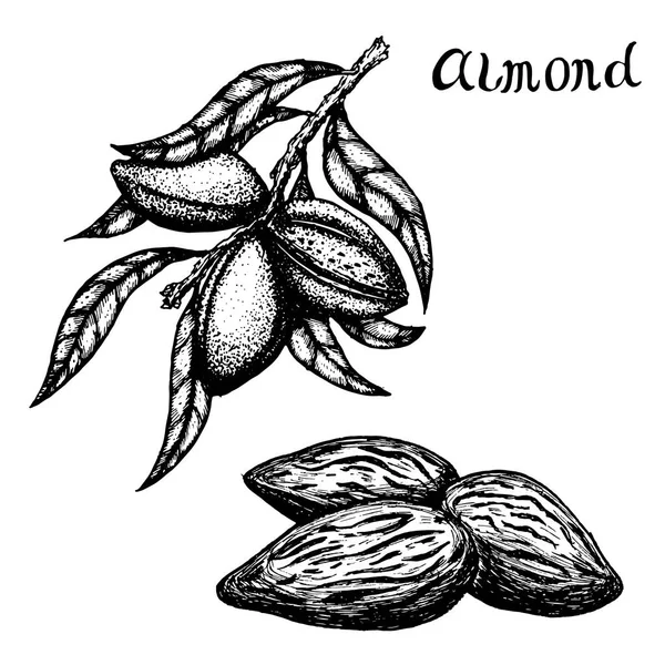 Vector Ilustración rama dibujada a mano de almendras y almendras . — Vector de stock