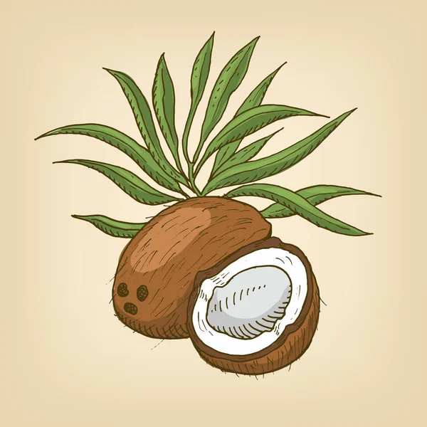 Kokos z liści. Ilustracja wektorowa. — Wektor stockowy