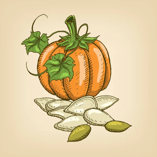 Seeds of a pumpkin with pumpkin. Vector illustration — Stock Vector