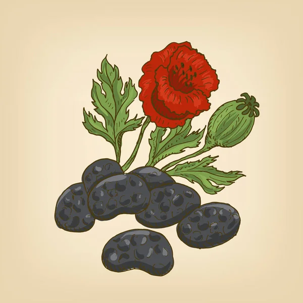 Σπόρου παπαρούνας, λουλούδι και το κεφάλι. Εικονογράφηση διάνυσμα — Διανυσματικό Αρχείο