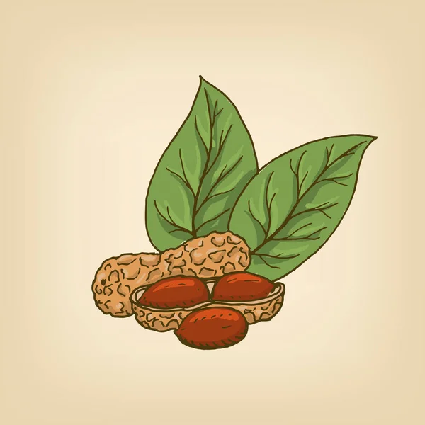 Grãos de amendoim com folhas verdes. Ilustração vetorial . — Vetor de Stock