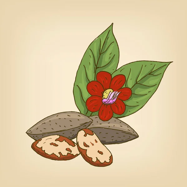 Nueces de Brasil con flores y hojas. Ilustración vectorial . — Archivo Imágenes Vectoriales