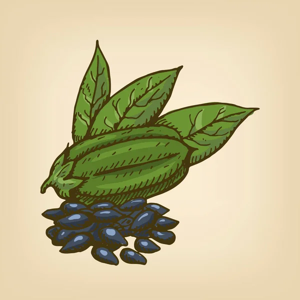 Czarne nasiona sezamu z strąków i liści. Ilustracja wektorowa — Wektor stockowy