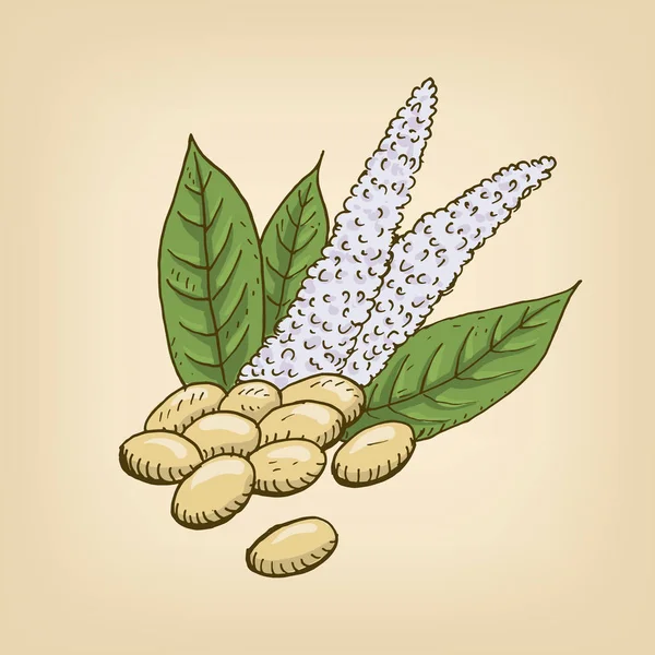 Wektor ilustracja kreskówka z nasion amarantusa i kwiat. — Wektor stockowy