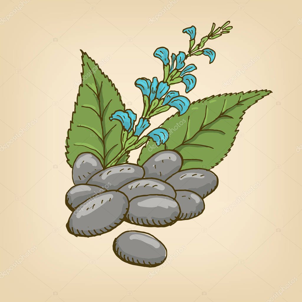 Chia branch and chia seeds. Vector illustration. Hand drawn illustration.