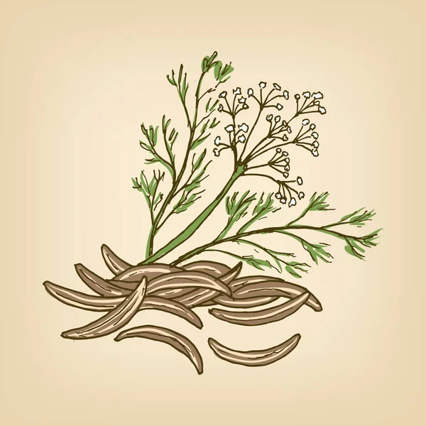 Carvi con foglie e fiori. Illustrazione vettoriale — Vettoriale Stock