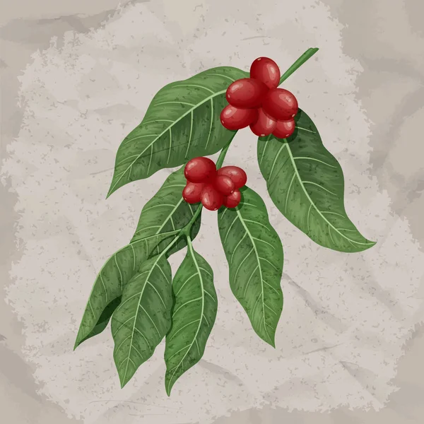Rama de café con hojas y judías. Ilustración vectorial . — Archivo Imágenes Vectoriales
