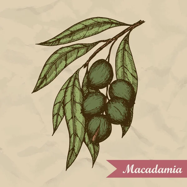 Ramo di noce macadamia. Illustrazione dello schizzo vettoriale inciso a mano. Illustrazione vettoriale — Vettoriale Stock