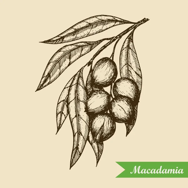 Ramo di noce macadamia. Illustrazione dello schizzo vettoriale inciso a mano. Illustrazione vettoriale — Vettoriale Stock