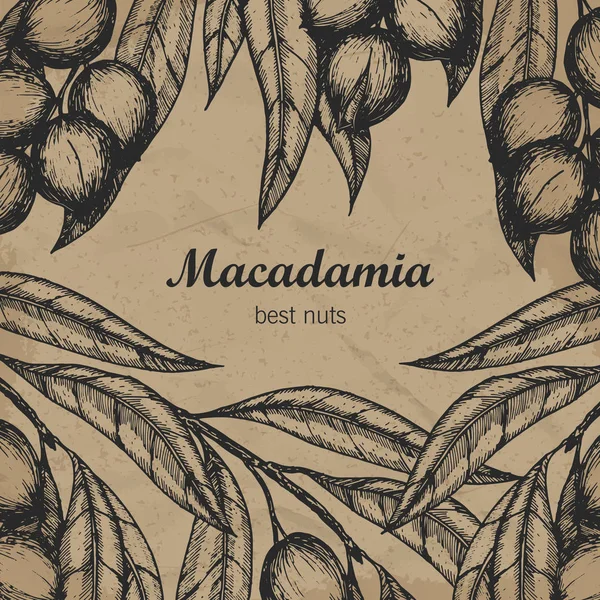 Modello di design del ramo Macadamia. Illustrazione dell'incisione. Illustrazione vettoriale — Vettoriale Stock