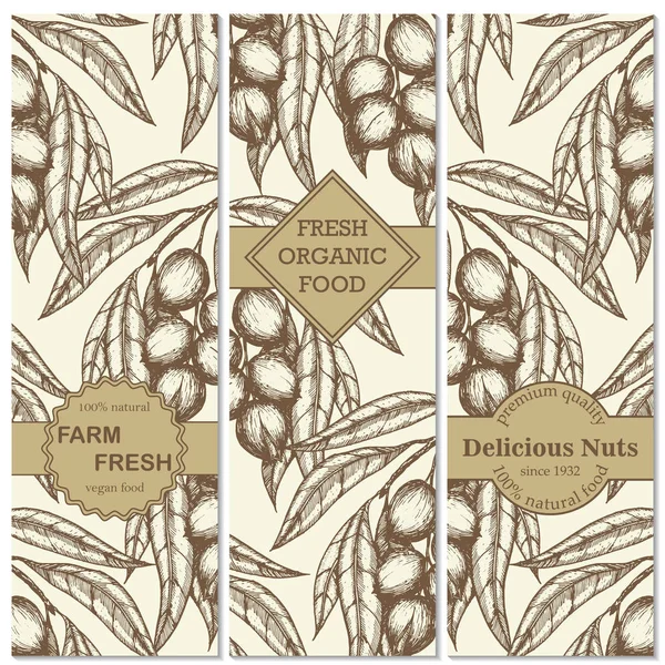 Banner set vintage handgetekende macadamia achtergronden. De vertakking van de macadamia noten. Hand getekend gegraveerde vectorillustratie — Stockvector