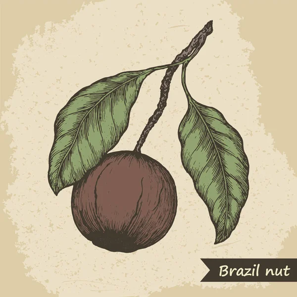 巴西坚果水果, 复古雕刻向量例证. — 图库矢量图片