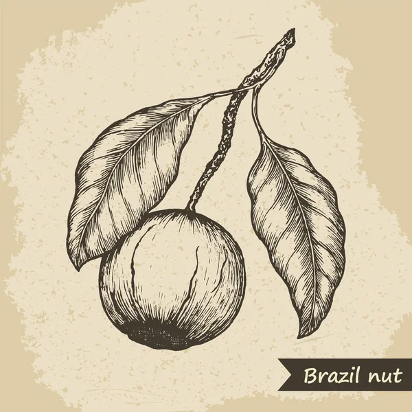 Brazil nut fruit, vintage engraved vector illustration. — Stock Vector