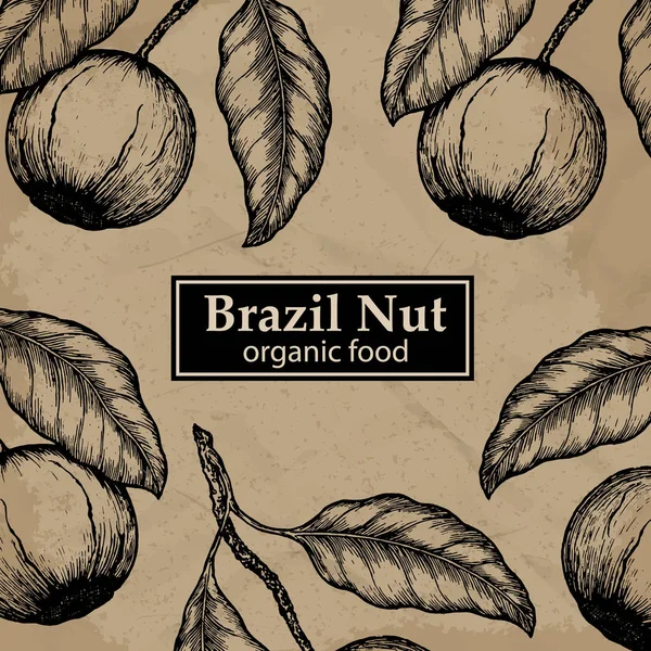 Plantilla de diseño de árbol de nueces Brasil. Fondo floral vintage. Ilustración vectorial . — Vector de stock