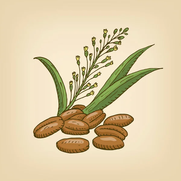 Camelina sativa oder Gold des Vergnügens oder falscher Flachs, blühende Ölpflanze. Vektorillustration — Stockvektor