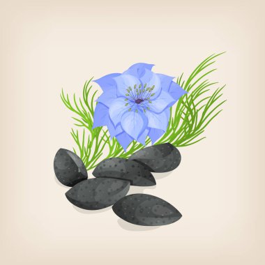Nigella or black cumin with flowers and leaves. Vector illustration clipart