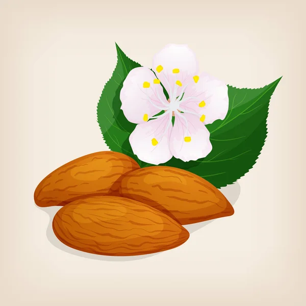 Aprikoskärnolja med blad och en blomma. Vektorillustration. — Stock vektor