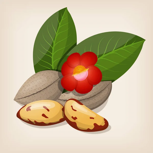 Nueces de Brasil con flores y hojas. Ilustración vectorial . — Vector de stock