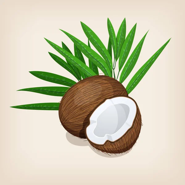 Coco entero y medio con hojas. Ilustración vectorial . — Vector de stock