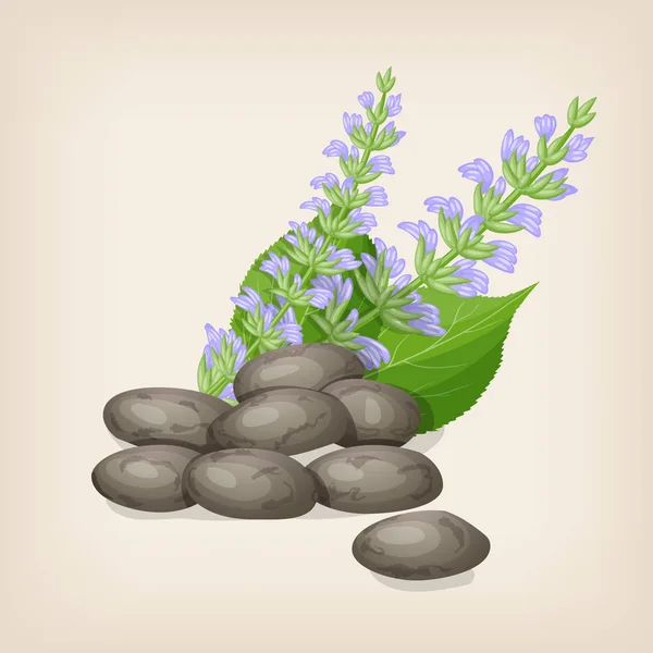 Semillas de chía con flores y hojas. Ilustración vectorial . — Archivo Imágenes Vectoriales