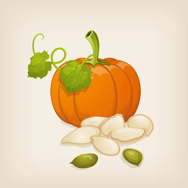 Pumpkin and  seeds. Vector illustration. — Stock Vector