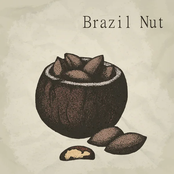 Brazílie matice ovoce, vintage ryté vektorové ilustrace. — Stockový vektor