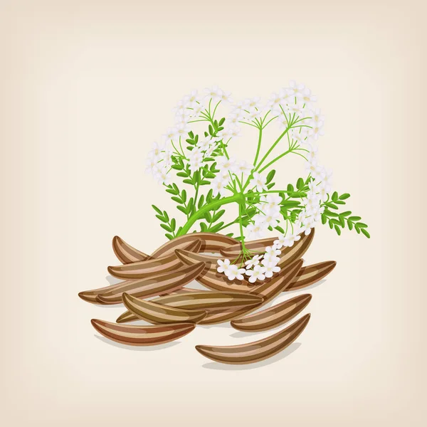 Semilla de comino con flores y hojas. Ilustración vectorial . — Archivo Imágenes Vectoriales