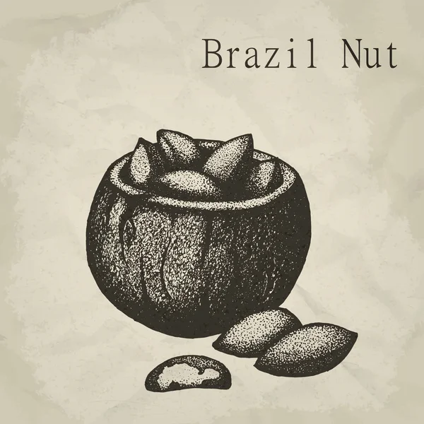 Fruto de nuez de Brasil, ilustración vectorial grabada vintage . — Vector de stock