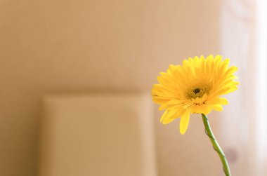 Kopya alanı ile ışık arka plan üzerinde cam vazoda sarı gerbera papatya çiçek.