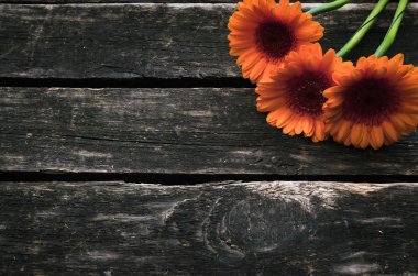 Ahşap arka plan kopya alanı ile gerbera çiçekleri.
