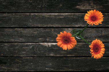 Ahşap arka plan kopya alanı ile gerbera çiçekleri.