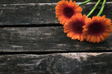 Ahşap arka plan kopya alanı ile gerbera çiçekleri.