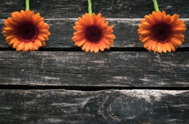 Ahşap arka plan kopya alanı ile gerbera çiçekleri.