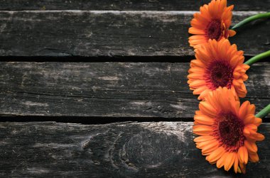 Ahşap arka plan kopya alanı ile gerbera çiçekleri.