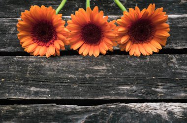 Ahşap arka plan kopya alanı ile gerbera çiçekleri.