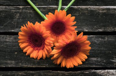 Ahşap arka plan üzerinde turuncu gerbera çiçekleri buketi.