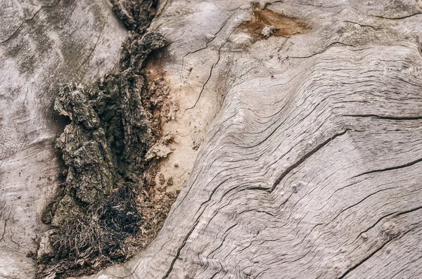 Кора Дерева Текстура Фона Закрыть Фото — стоковое фото
