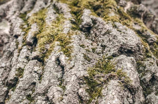 Albero Corteccia Texture Sfondo Close Foto — Foto Stock