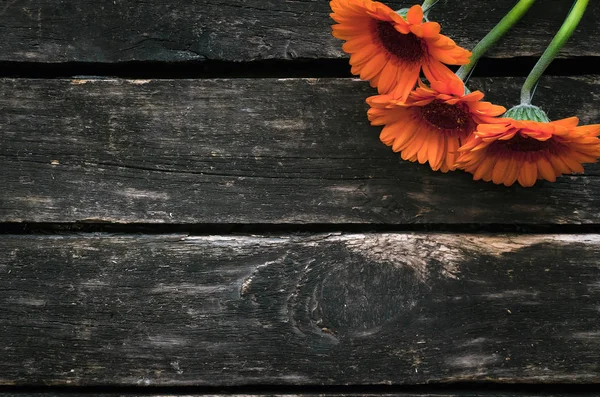 Ahşap arka plan kopya alanı ile gerbera çiçekleri.