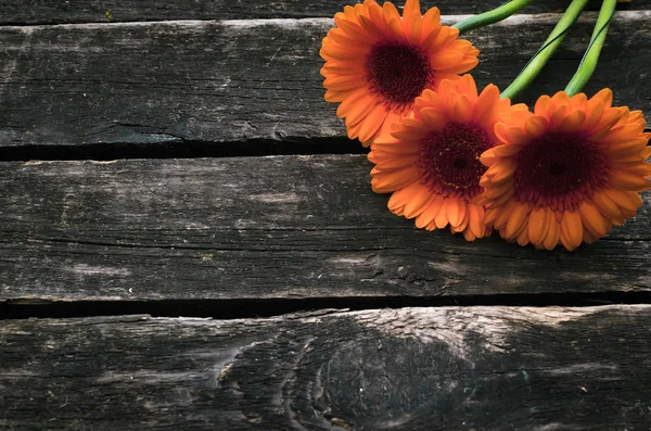 Ahşap arka plan kopya alanı ile gerbera çiçekleri.