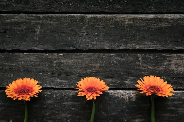 Ahşap arka plan kopya alanı ile gerbera çiçekleri.