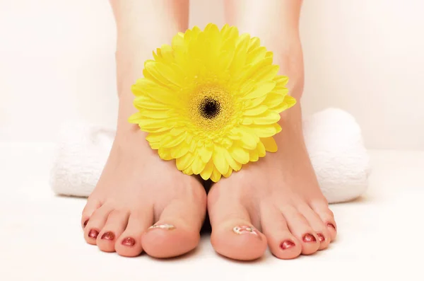 Όμορφη Γυναίκα Πόδια Και Κίτρινες Ζέρμπερες Λουλούδι Άσπρο Φόντο Φροντίδα — Φωτογραφία Αρχείου