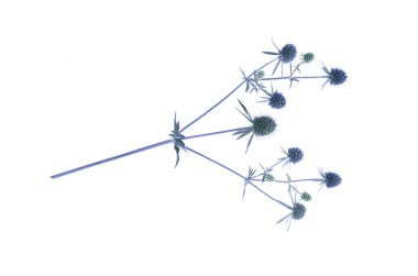 Beyaz arka plan üzerinde izole eryngium sondalarımızdan kuru çiçek Başkanı.