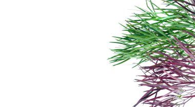 Beyaz arka plan üzerinde izole bitkinin yeşil kaynaklanıyor.