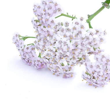 Çayır kır çiçekleri beyaz arka plan üzerinde izole.