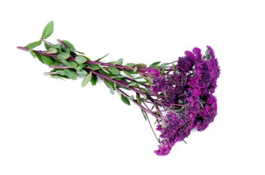 Çayır mor kır çiçekleri beyaz arka plan üzerinde izole.