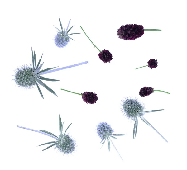 Suchého Květu Eryngium Planum Izolovaných Bílém Pozadí — Stock fotografie