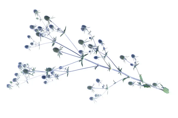 Suchého Květu Eryngium Planum Izolovaných Bílém Pozadí — Stock fotografie